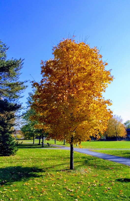 img_20181023_1153130