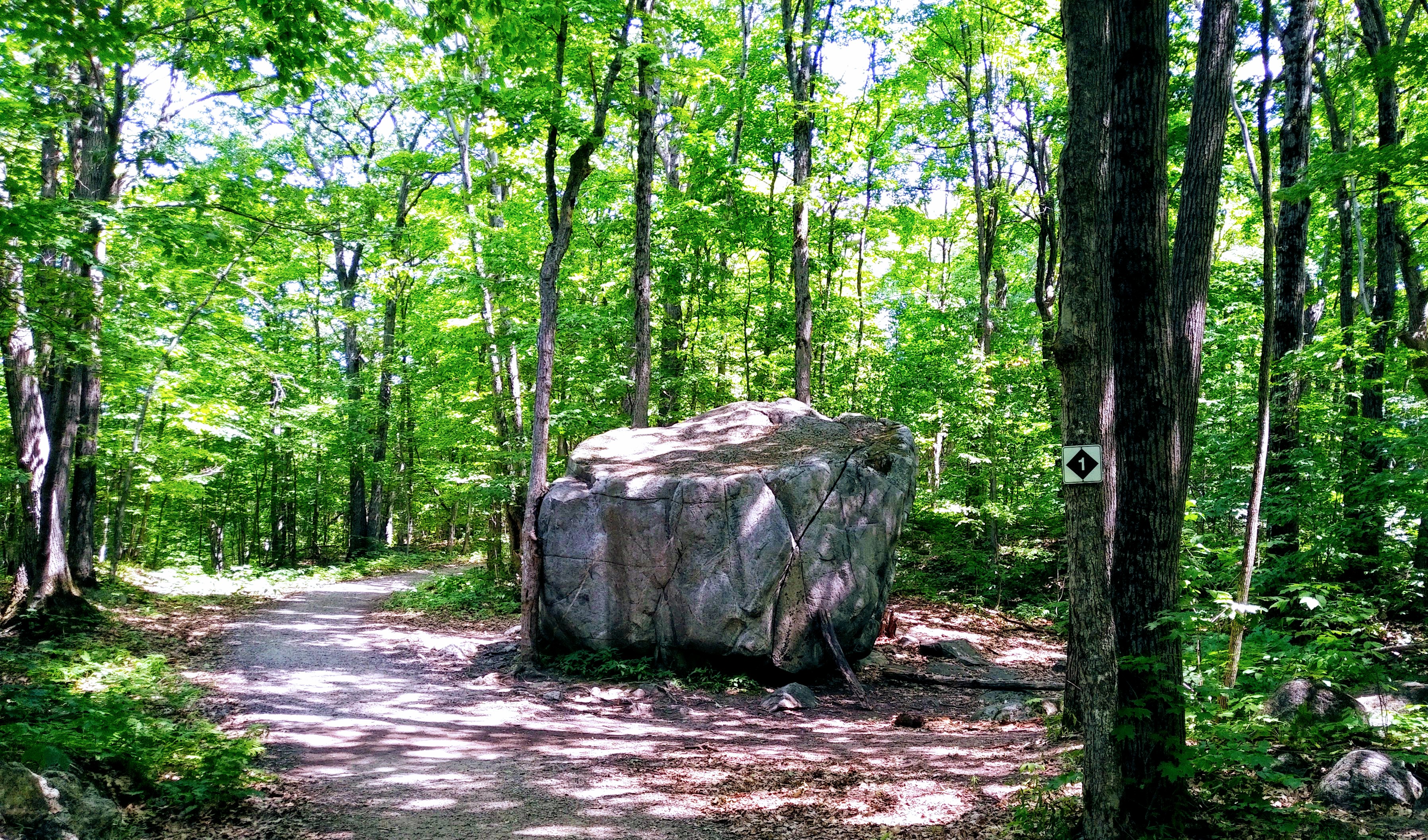 img_20190723_1244439-1