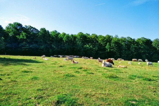 img_20190811_0937586