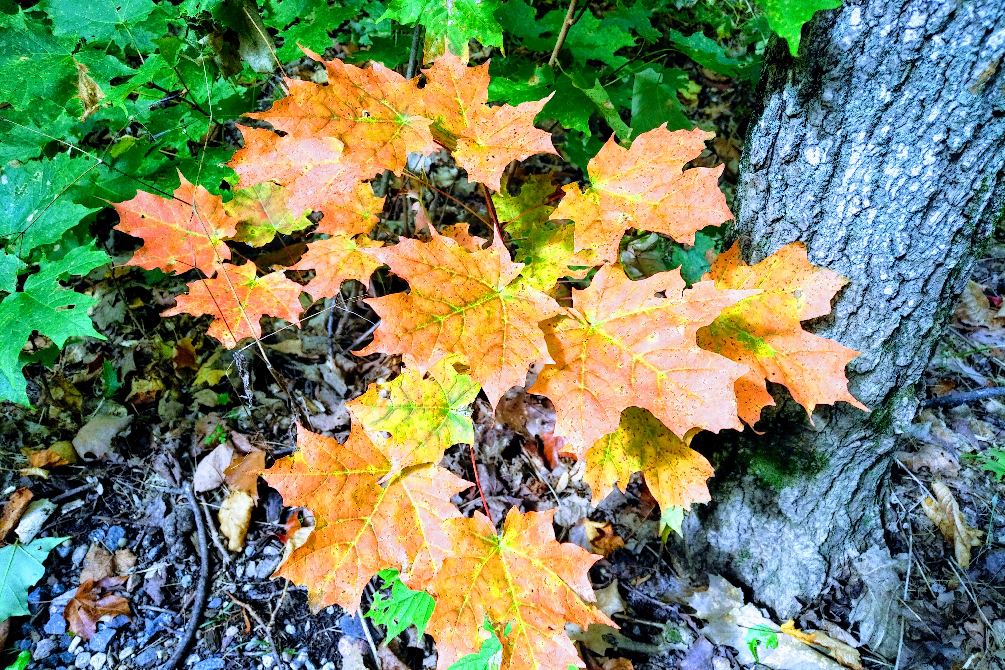 img_20190927_1215056