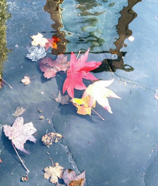 img_20191101_1156461-1