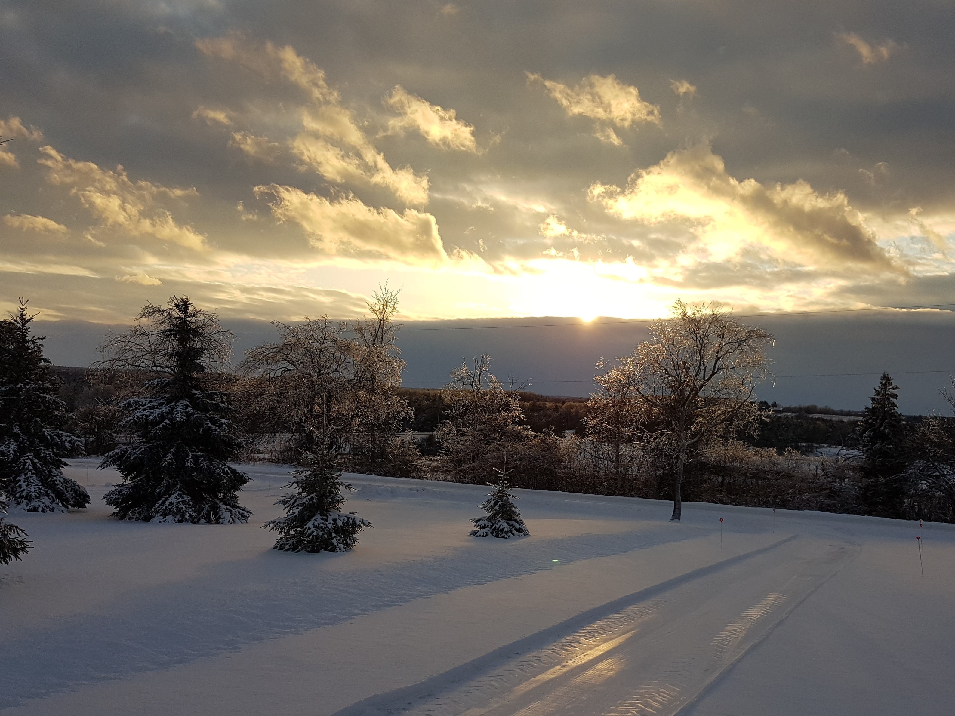 winter 2020 L Foster