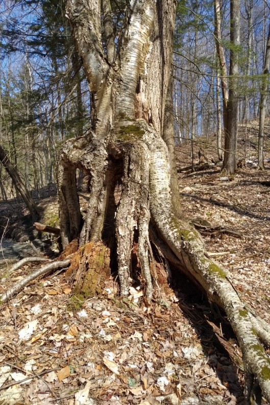 img_20200425_1033299