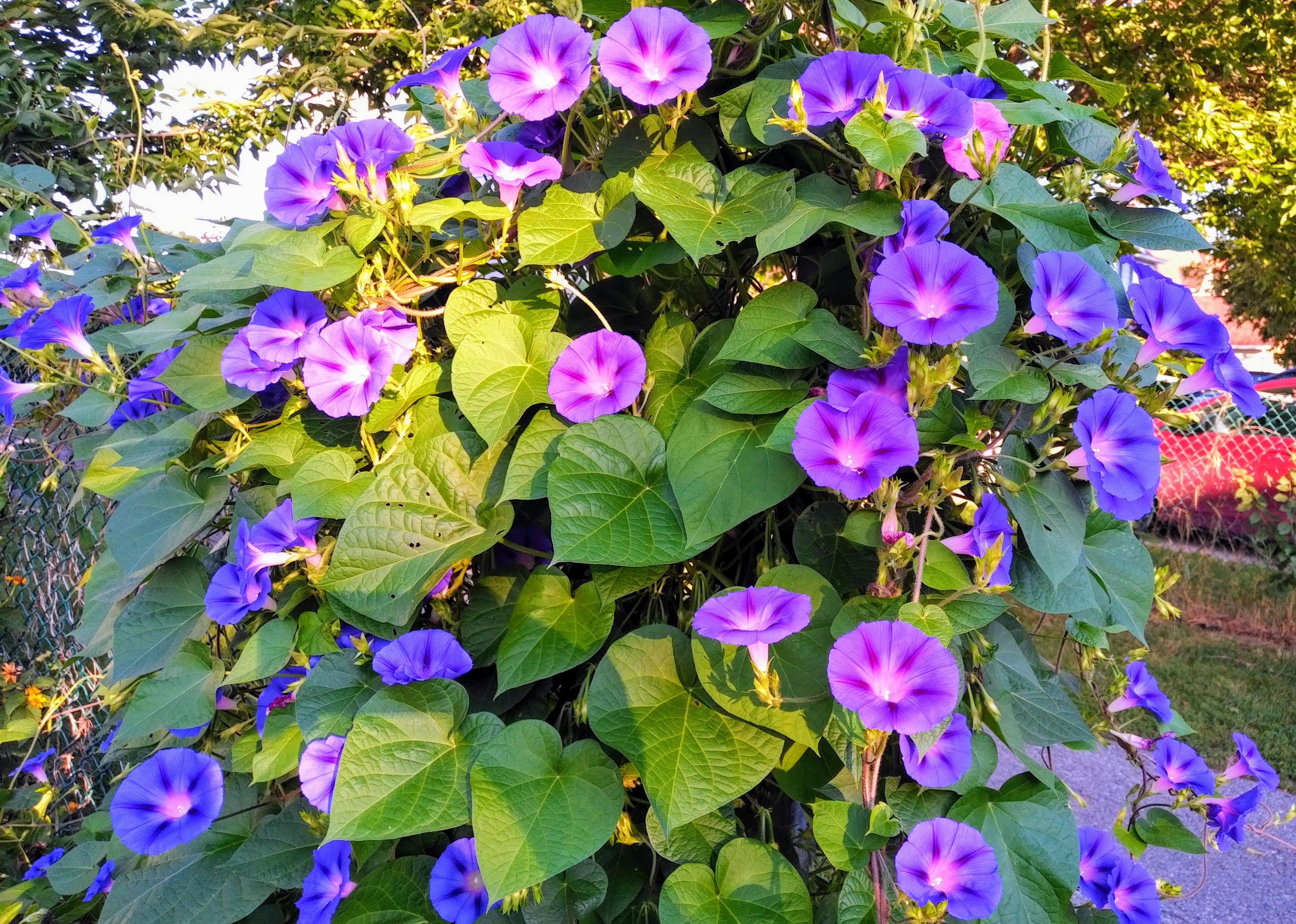 img_20190820_0728545-effects