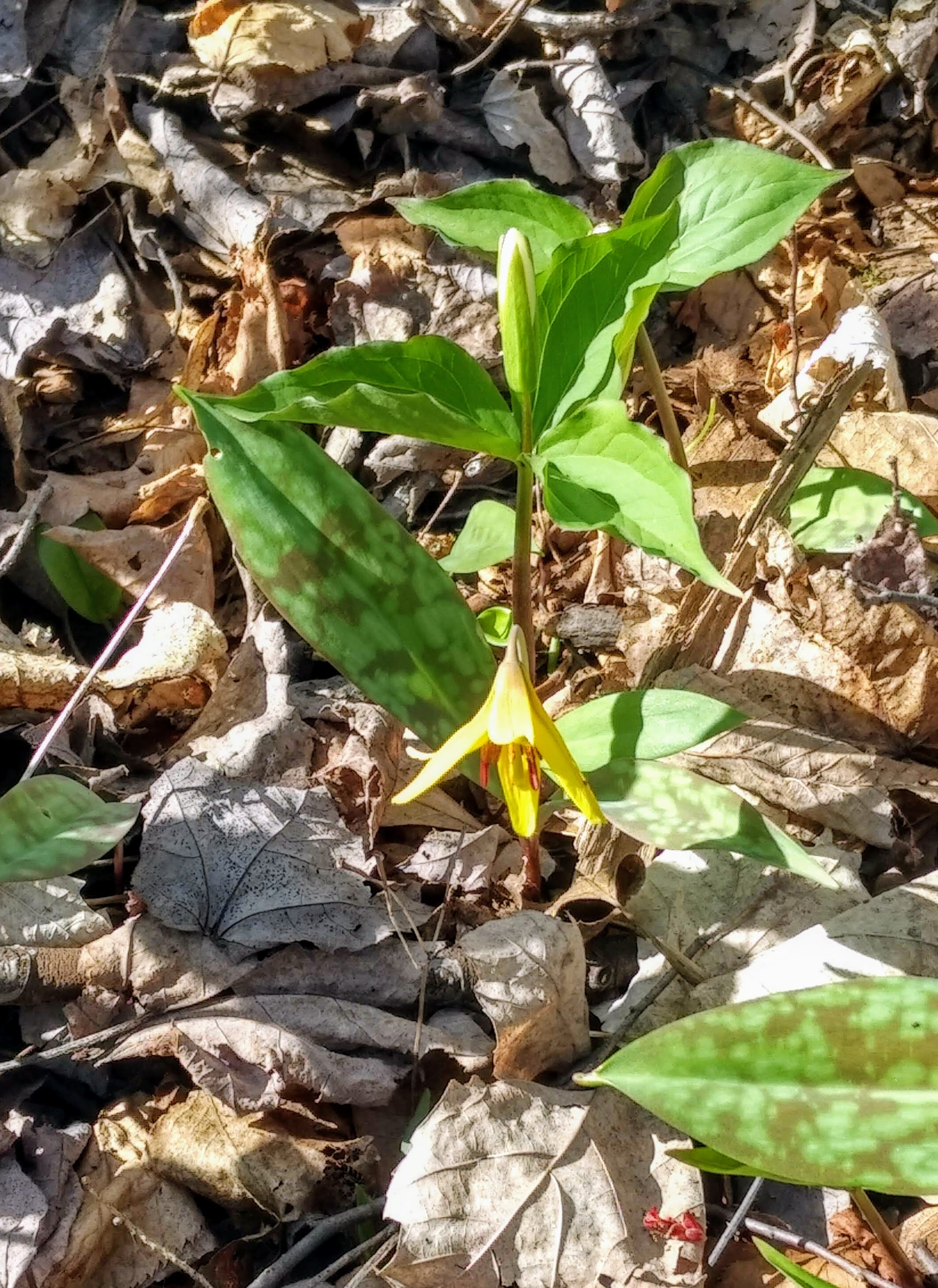 img_20200505_1604087