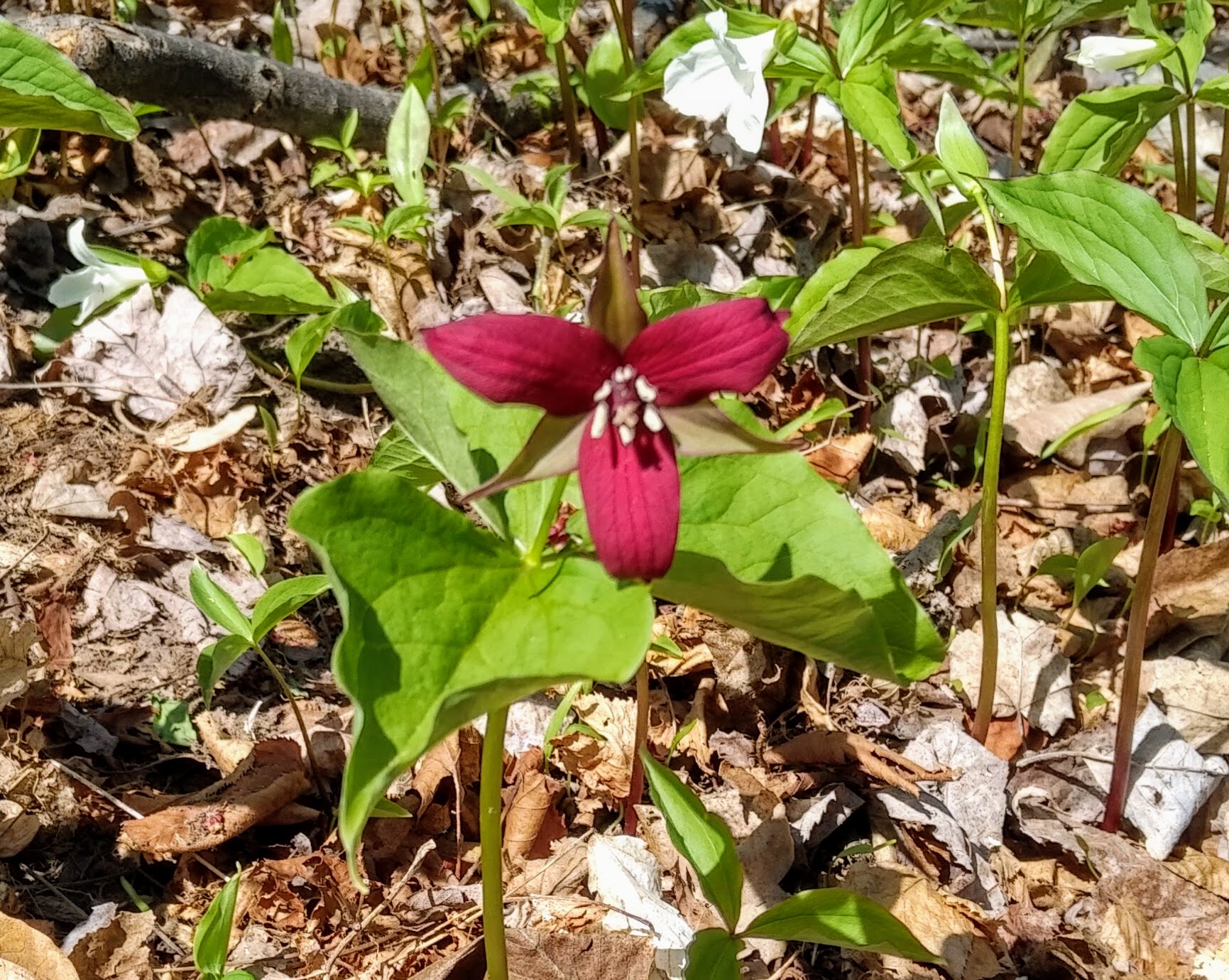 img_20200512_1129520