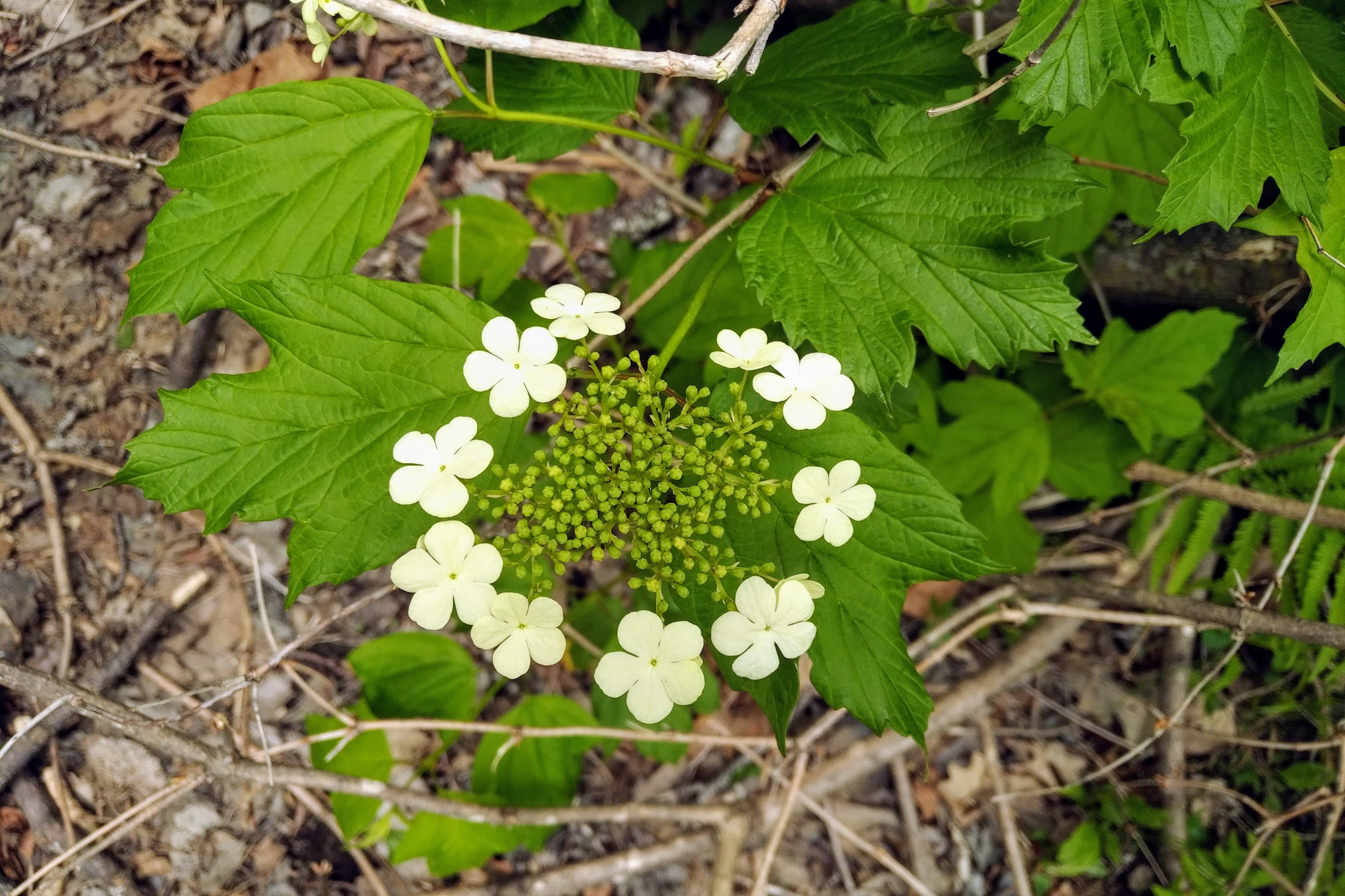 img_20200530_1448148