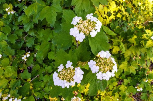 img_20200607_0741258-effects