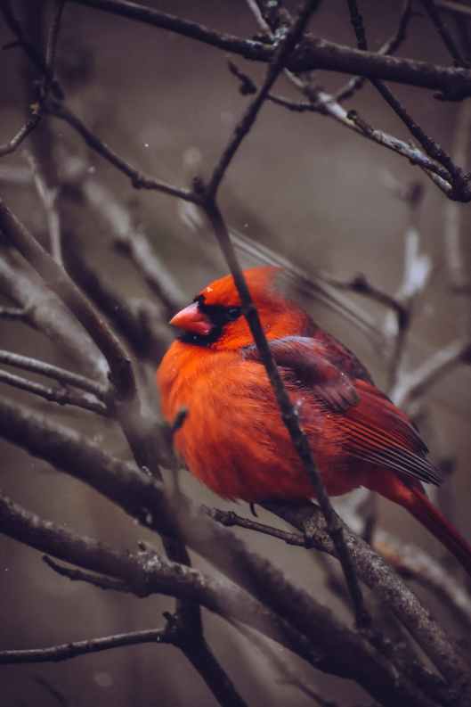 red cardinal perched on tree branch