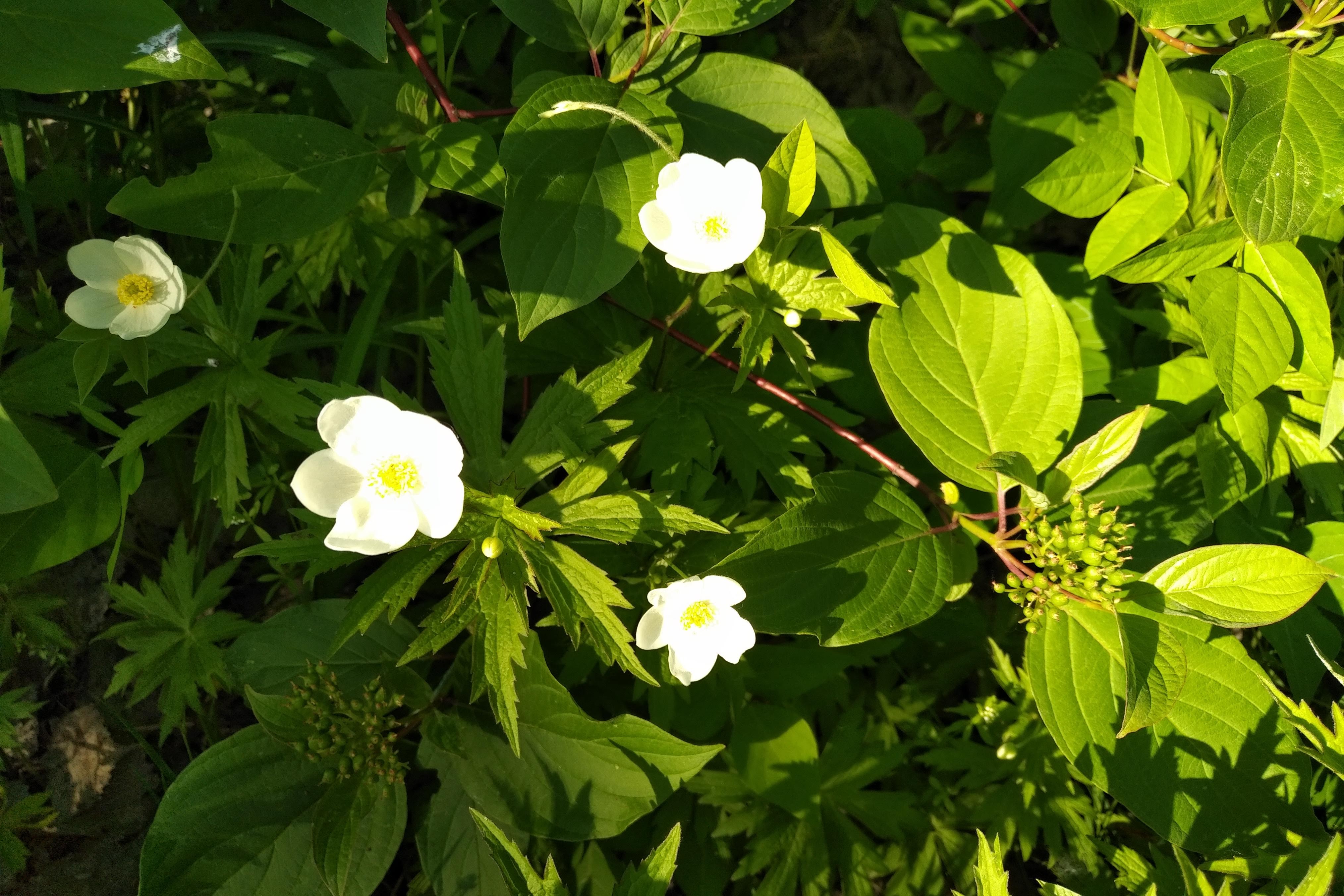 img_20200614_0726131