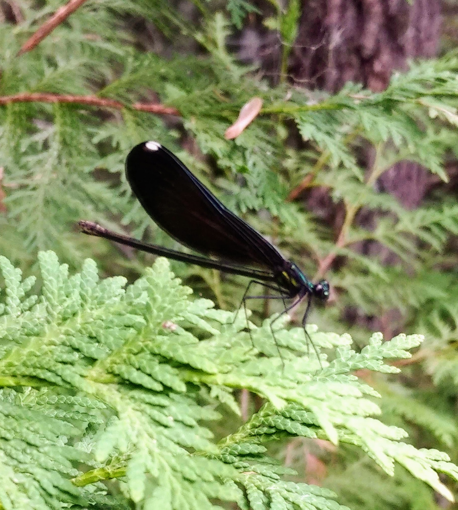 img_20200626_1134485-1