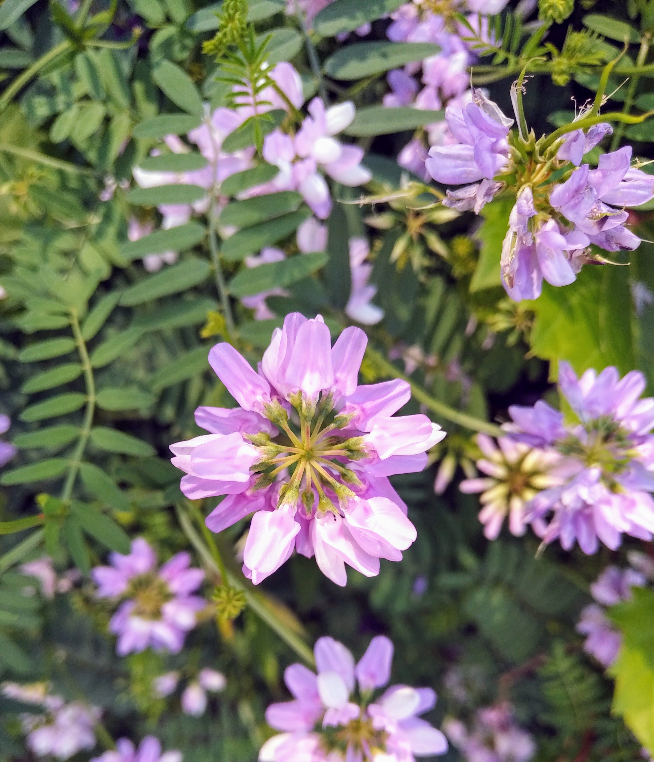 img_20200701_1034433