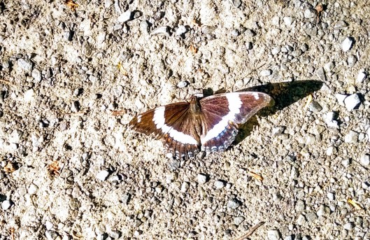 img_20200713_0910038