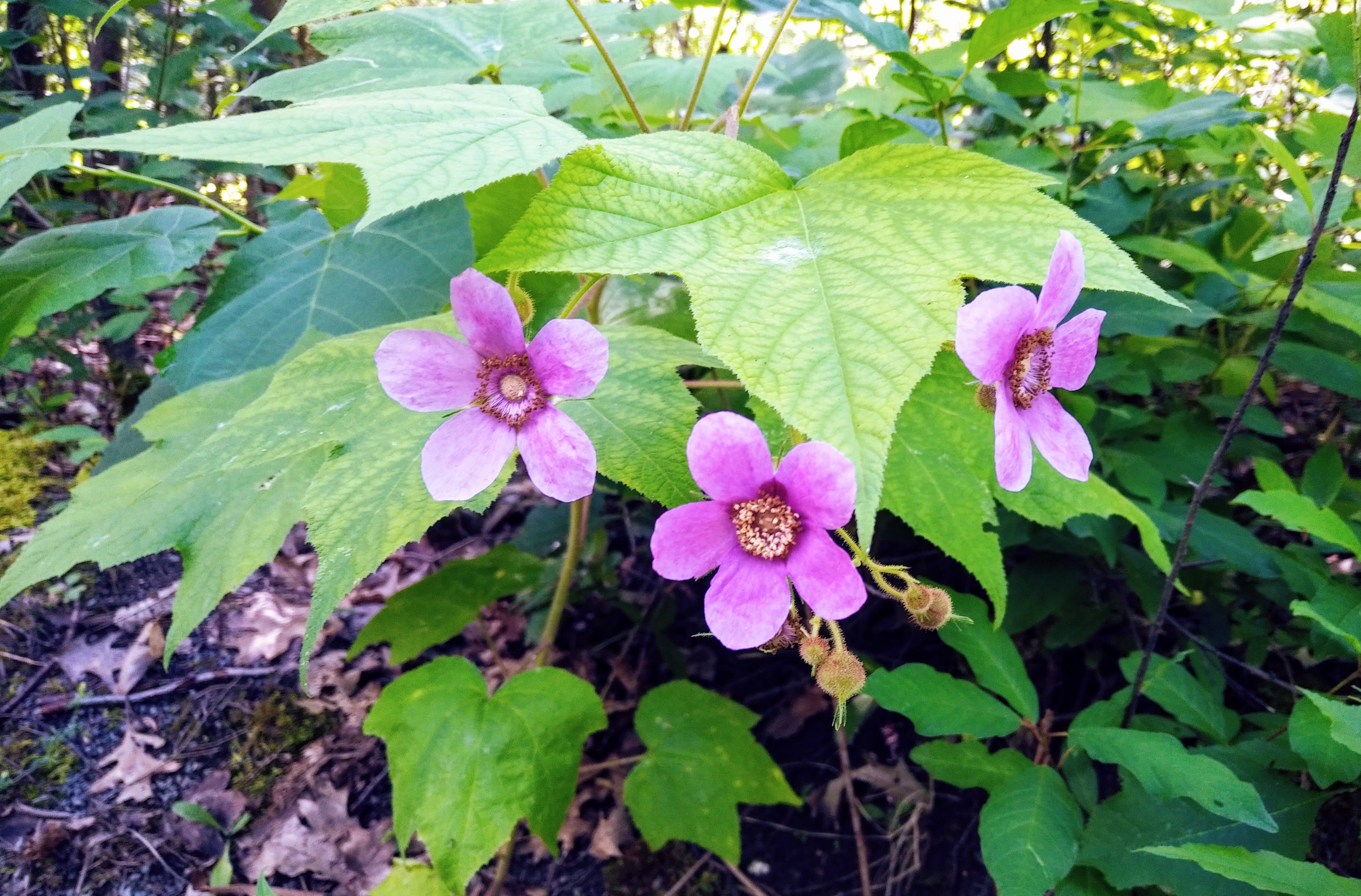 img_20200713_0911253