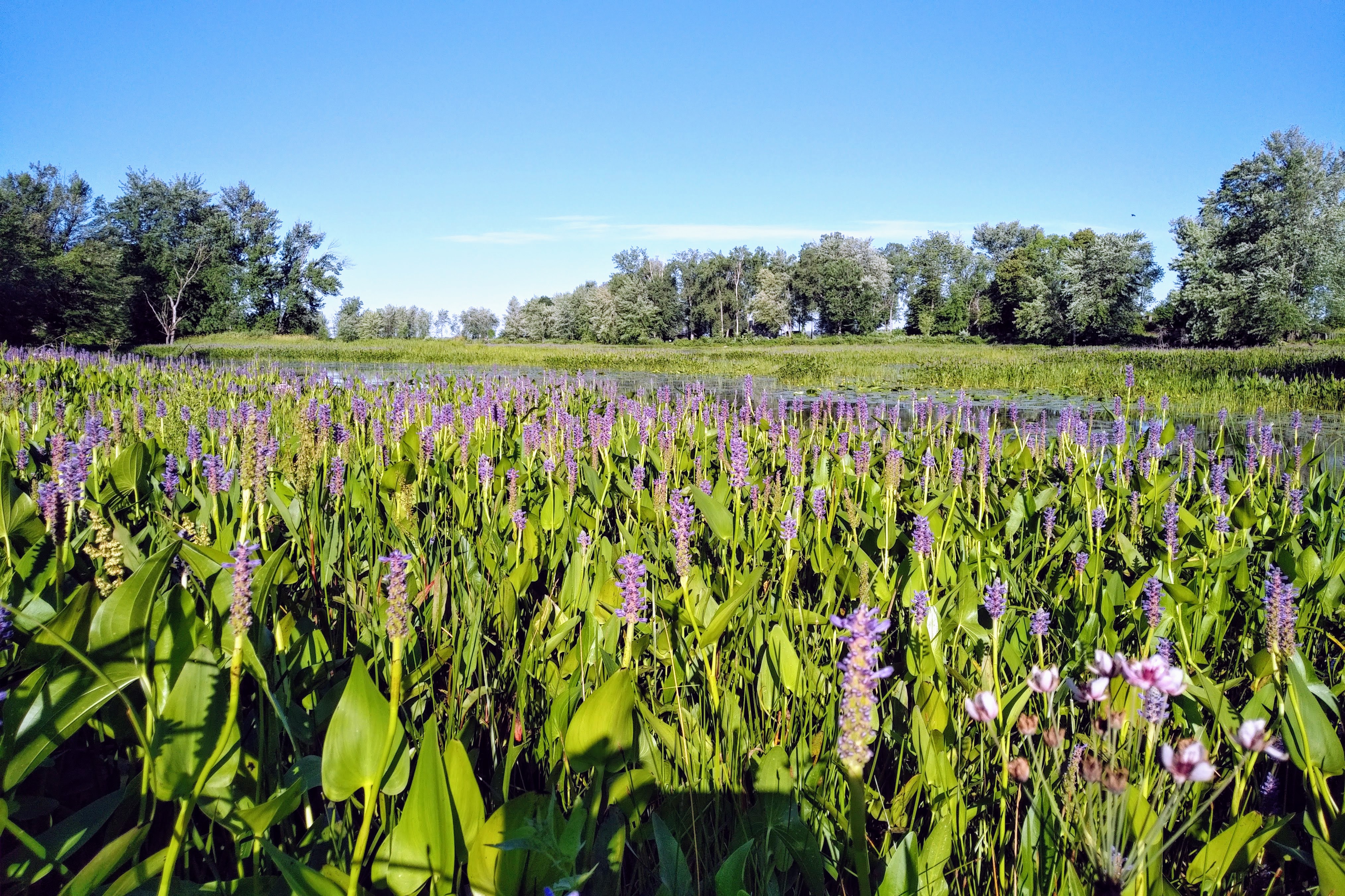 img_20200715_0810020