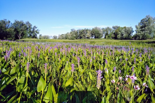 img_20200715_0810020