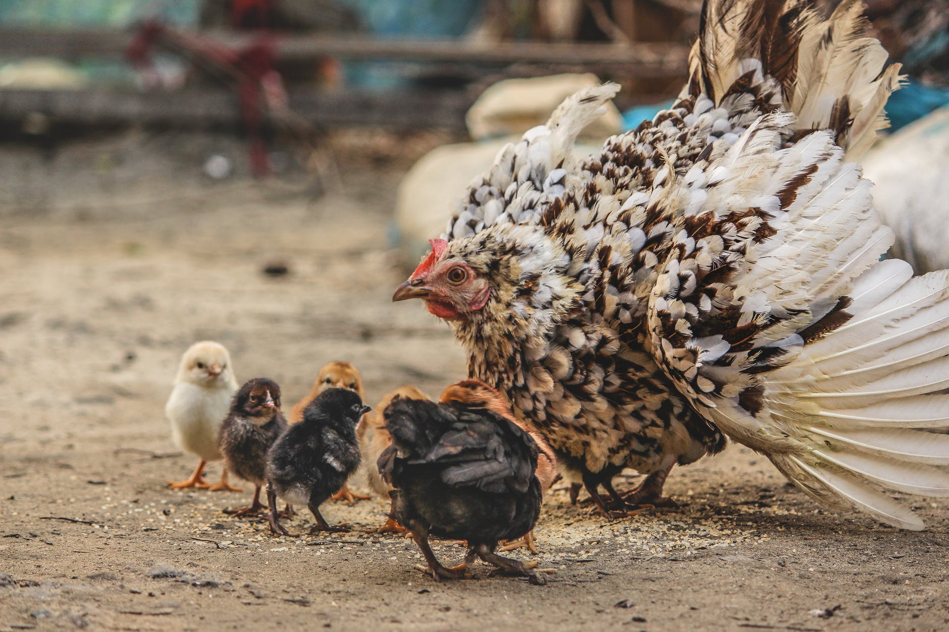 white and black hen beside chicken chicks