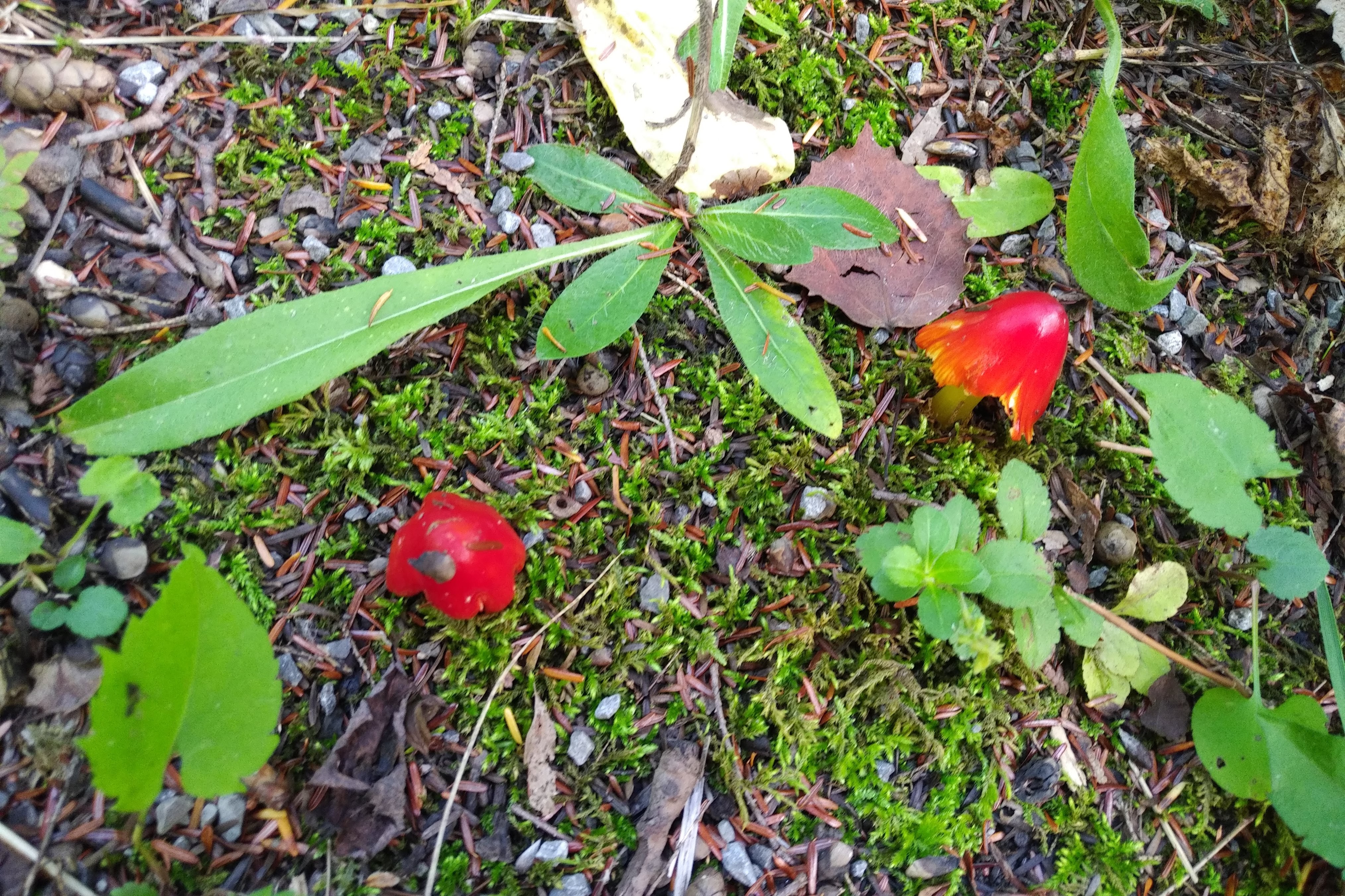 img_20200903_1614136-1