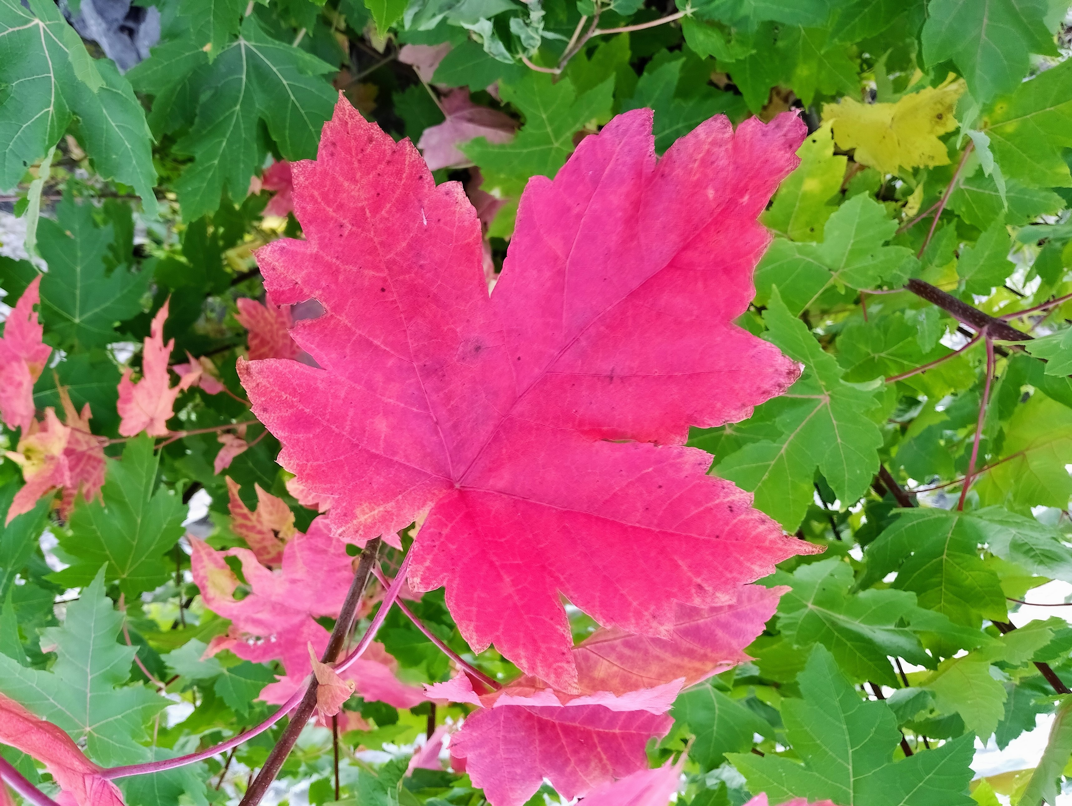 IMG_20200926_1635262_2