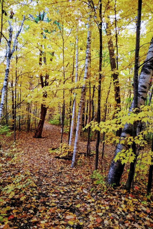 img_20201018_1029141