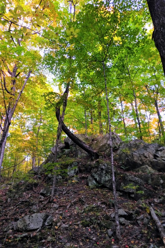 Rock 20200928_1227582_2