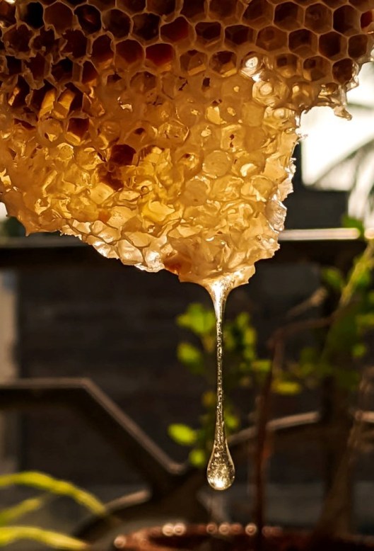 pexels-photo-4111270 honey