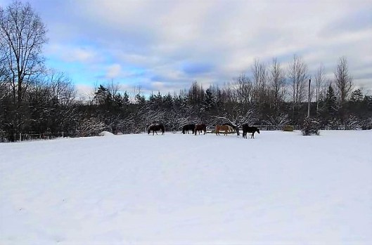 136344375_10157707846603457_6931343072375111746_n