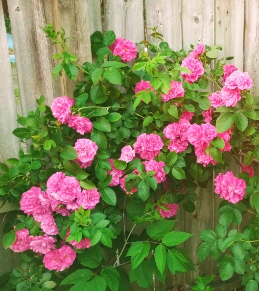 img_20210609_1918027