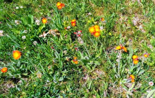 img_20210610_1054292-effects