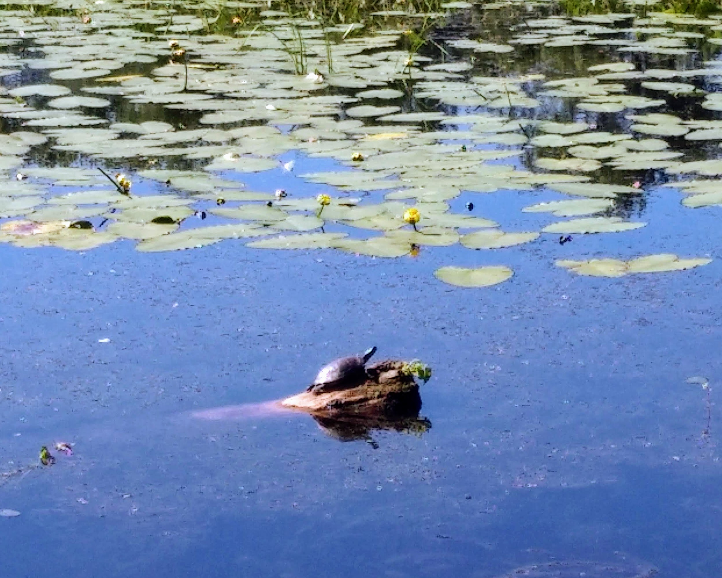 img_20210617_0915152