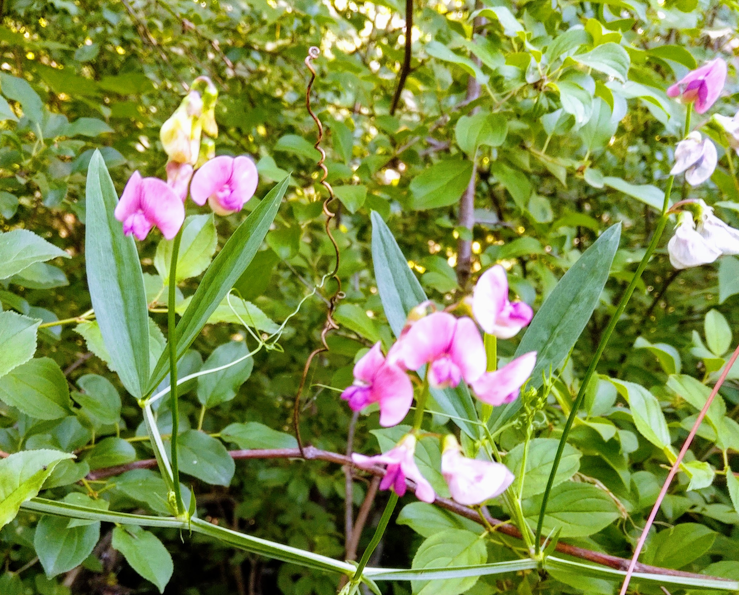 img_20210617_0917017