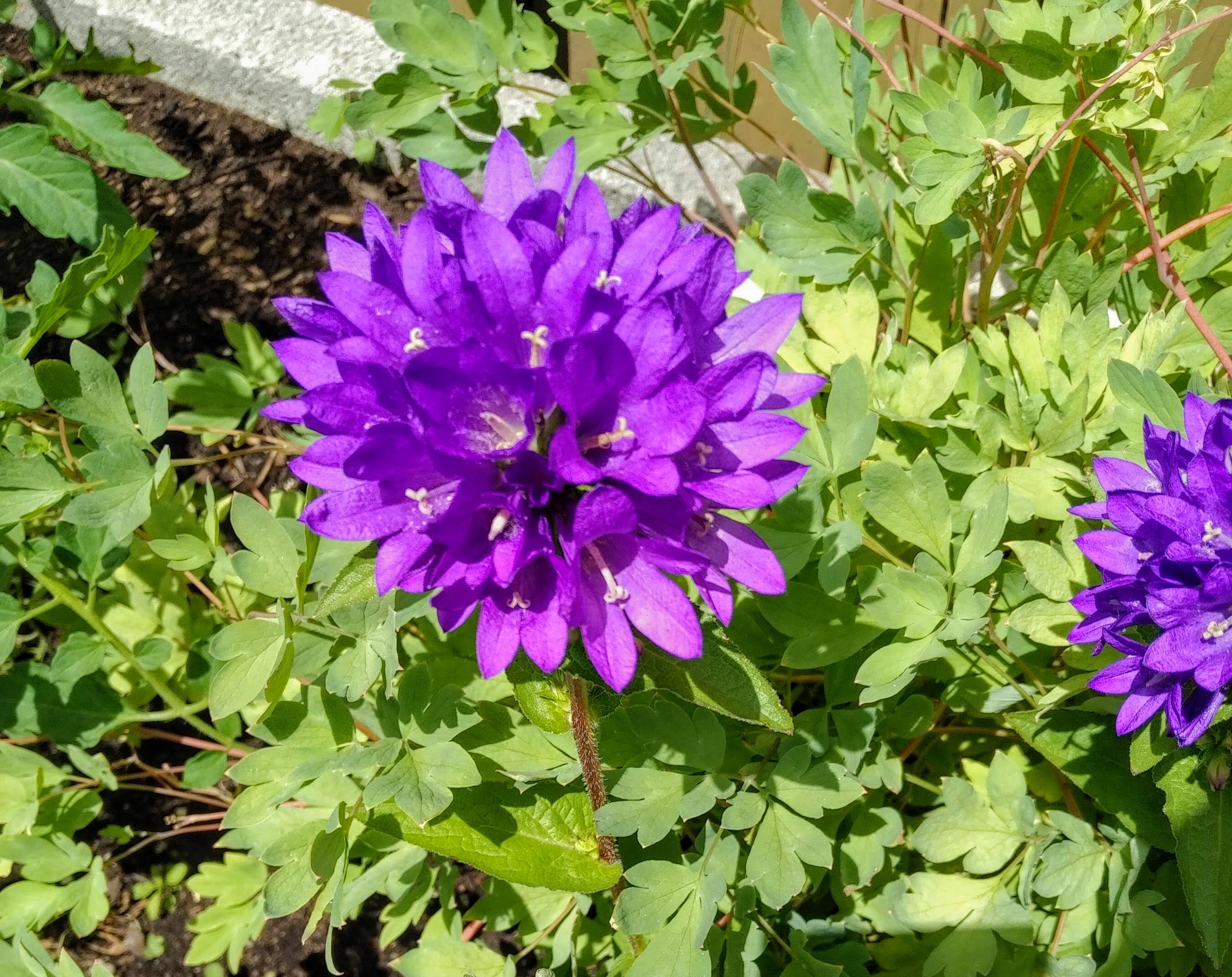 img_20210620_1236302-effects