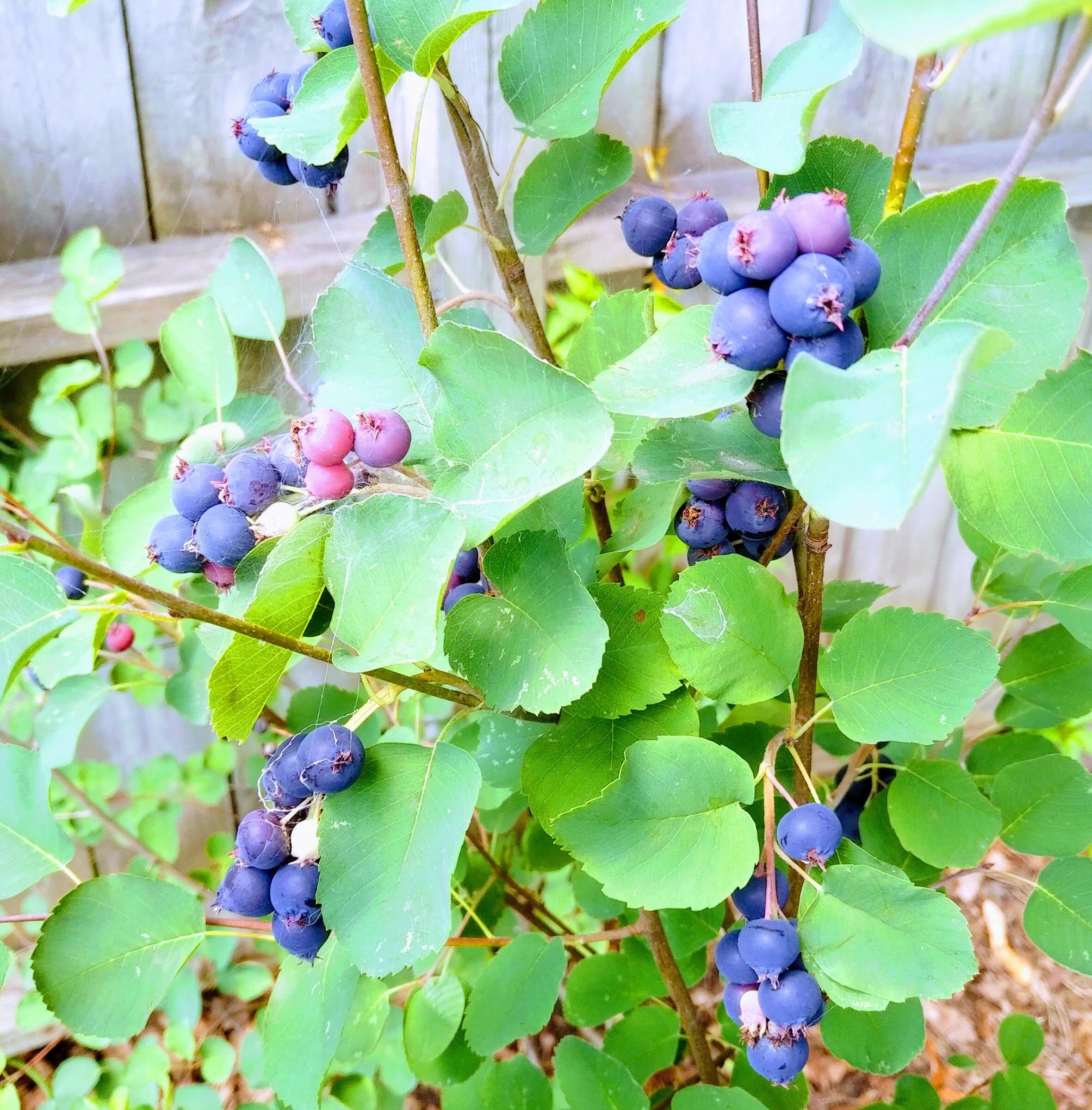 img_20210628_1125536