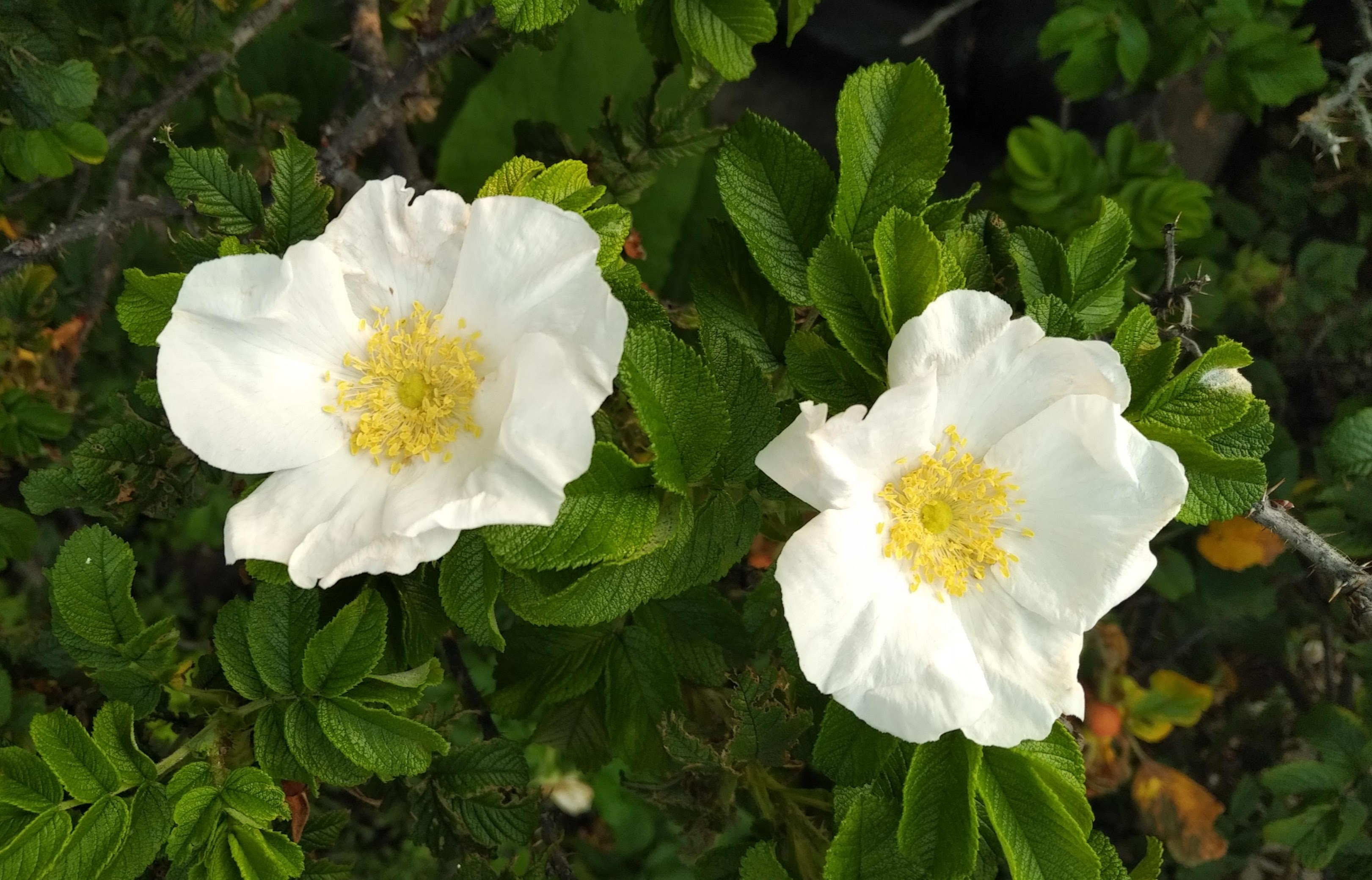 img_20210719_0832418