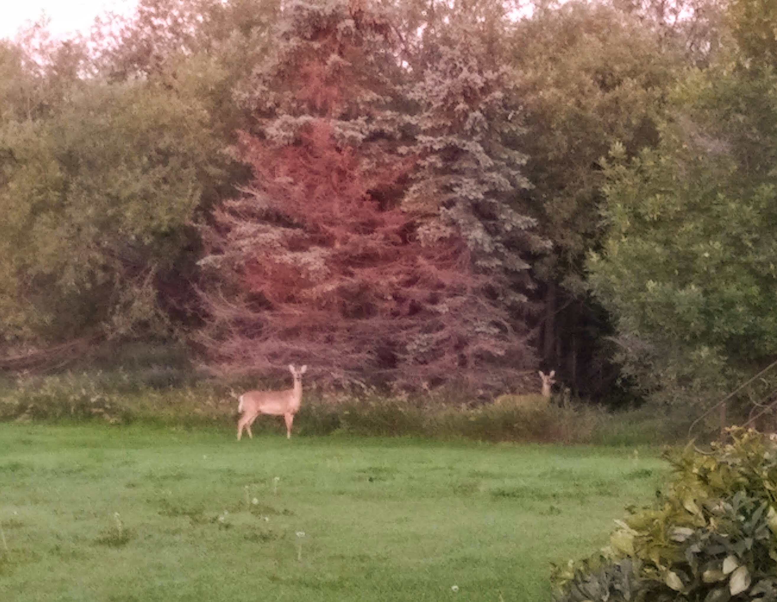 img_20210831_0603118