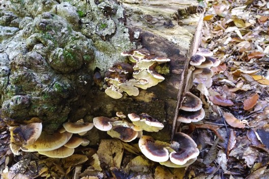 img_20211007_1153044