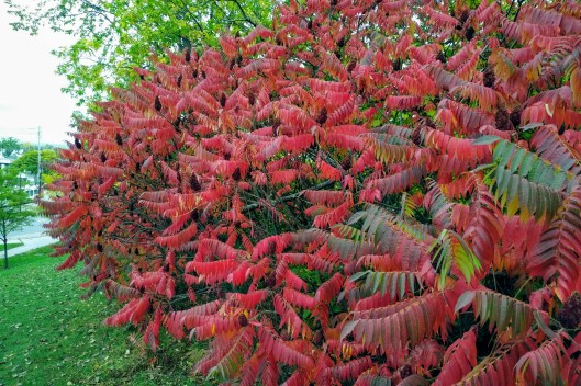 img_20211009_0859096