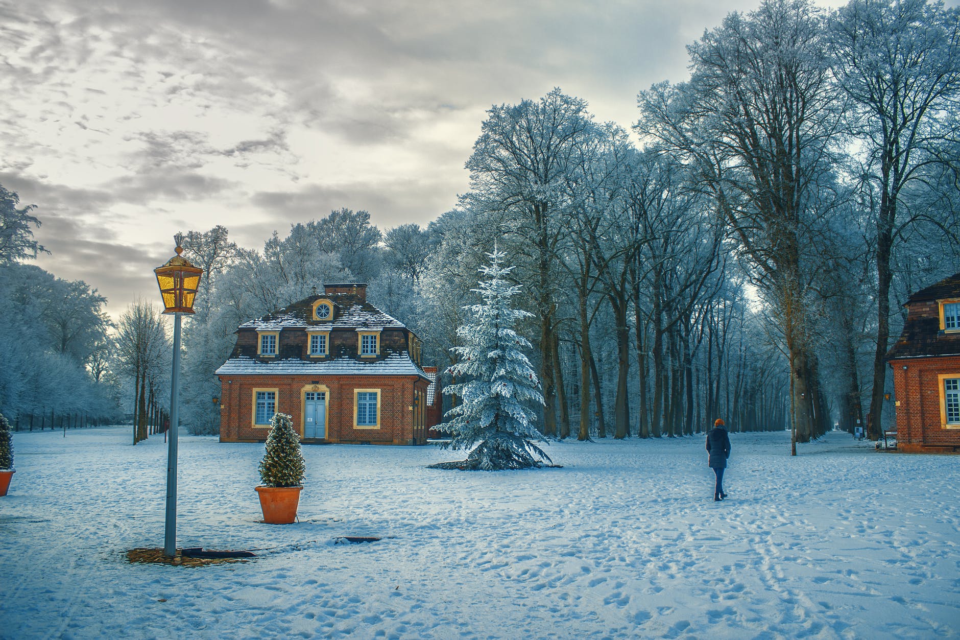 snow covered trees in winter
