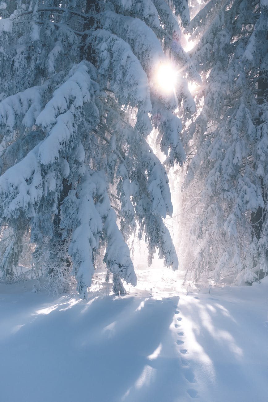 coniferous trees covered with snow in sunny winter day