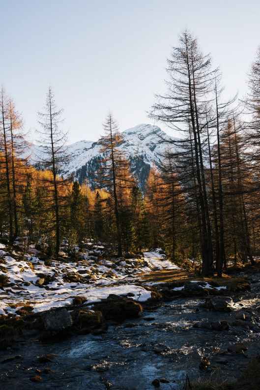 stream in forest during winter