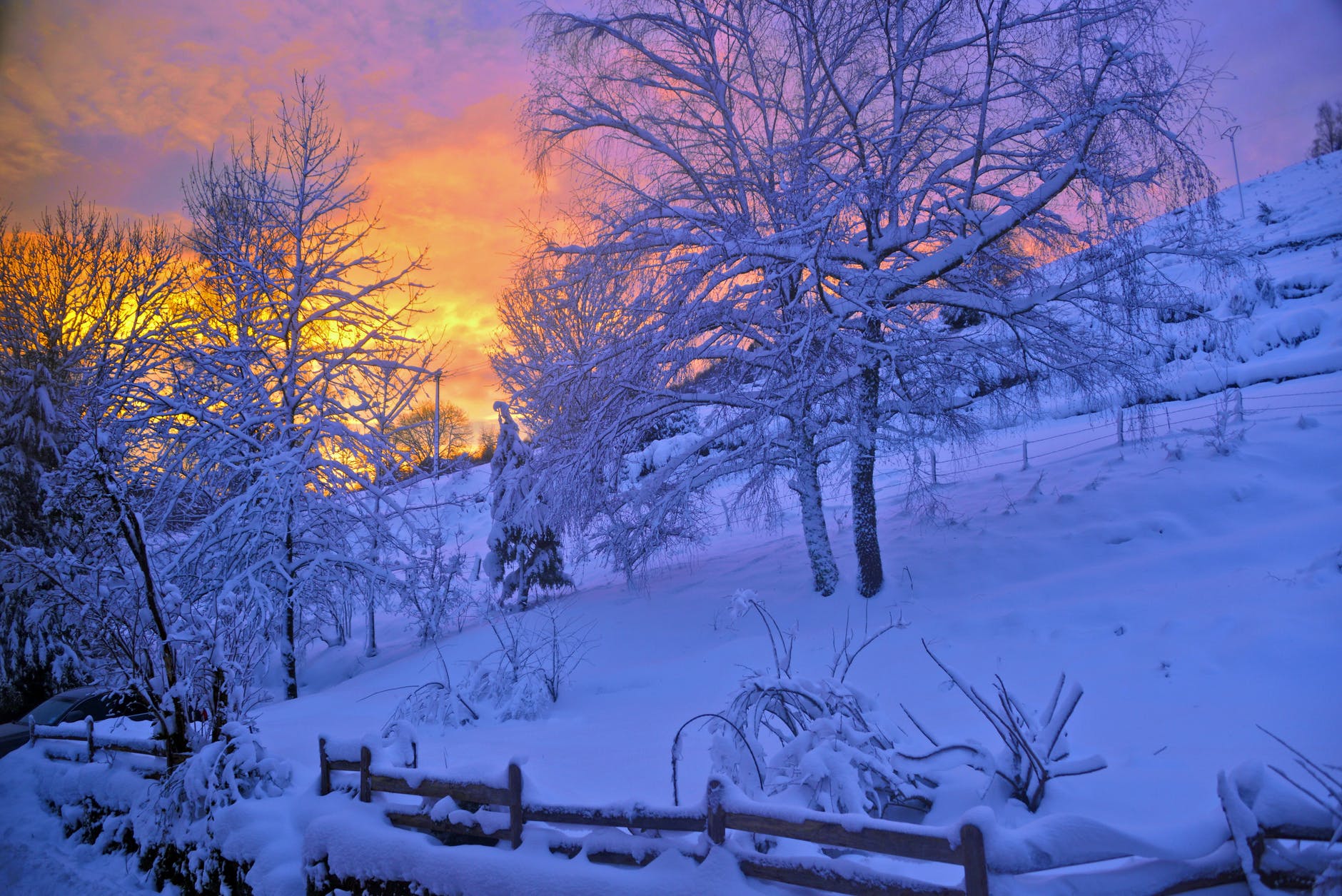brown tree covered by snow