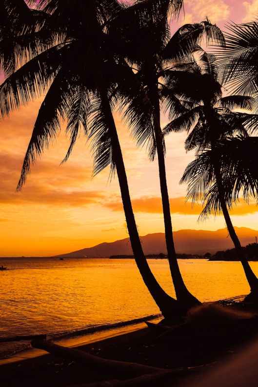 picturesque sunset over sea with palms