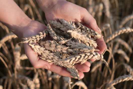 person holding brown dried wheat on his hands
