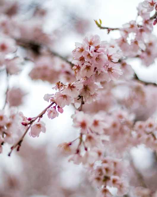 close up of pink cherry blossom