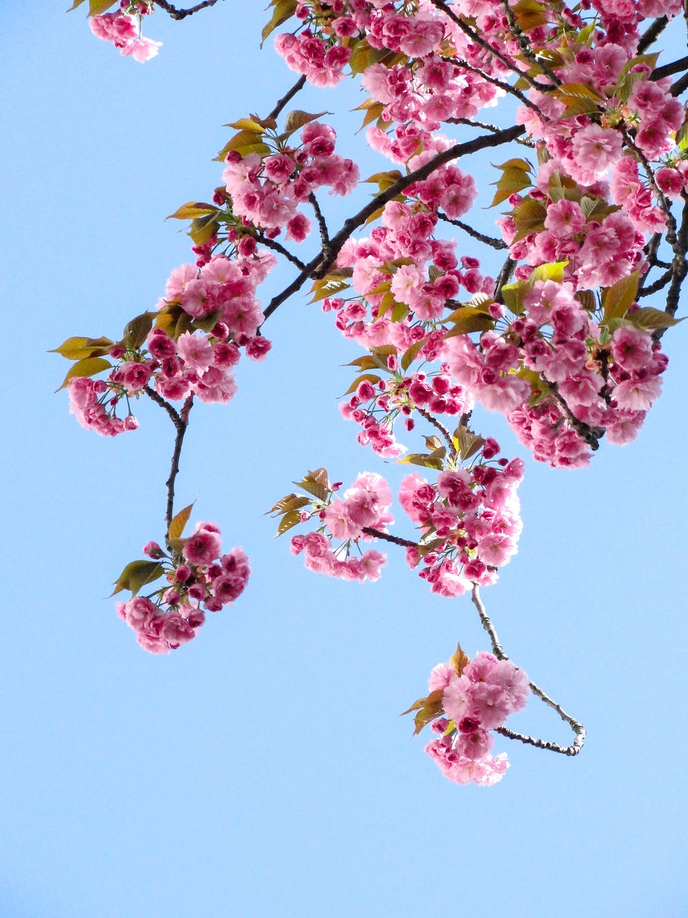 low angle view of pink flowers against blue sky