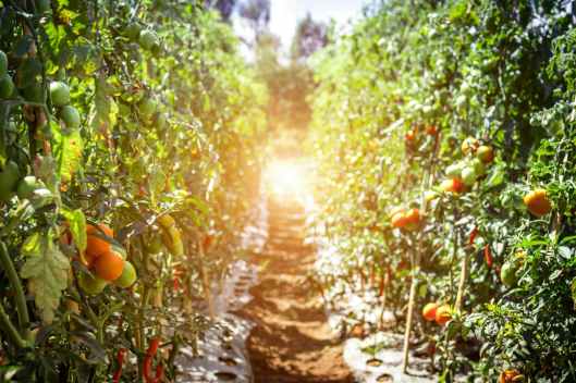 pathway between tomato fruits