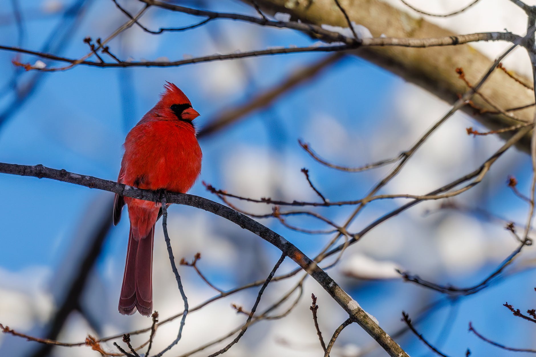 close up shot of a northern cardinal