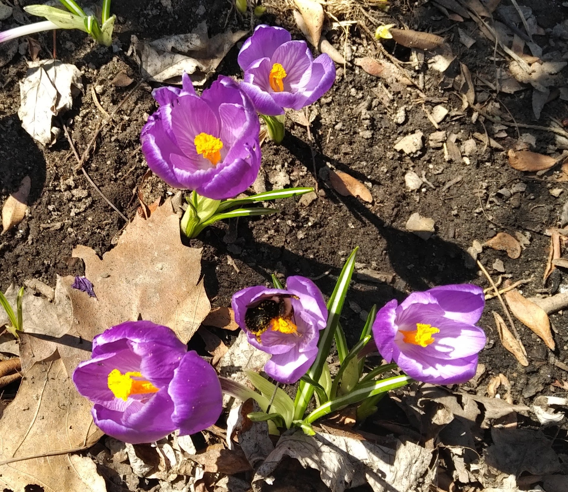 Crocus 2023-04-14