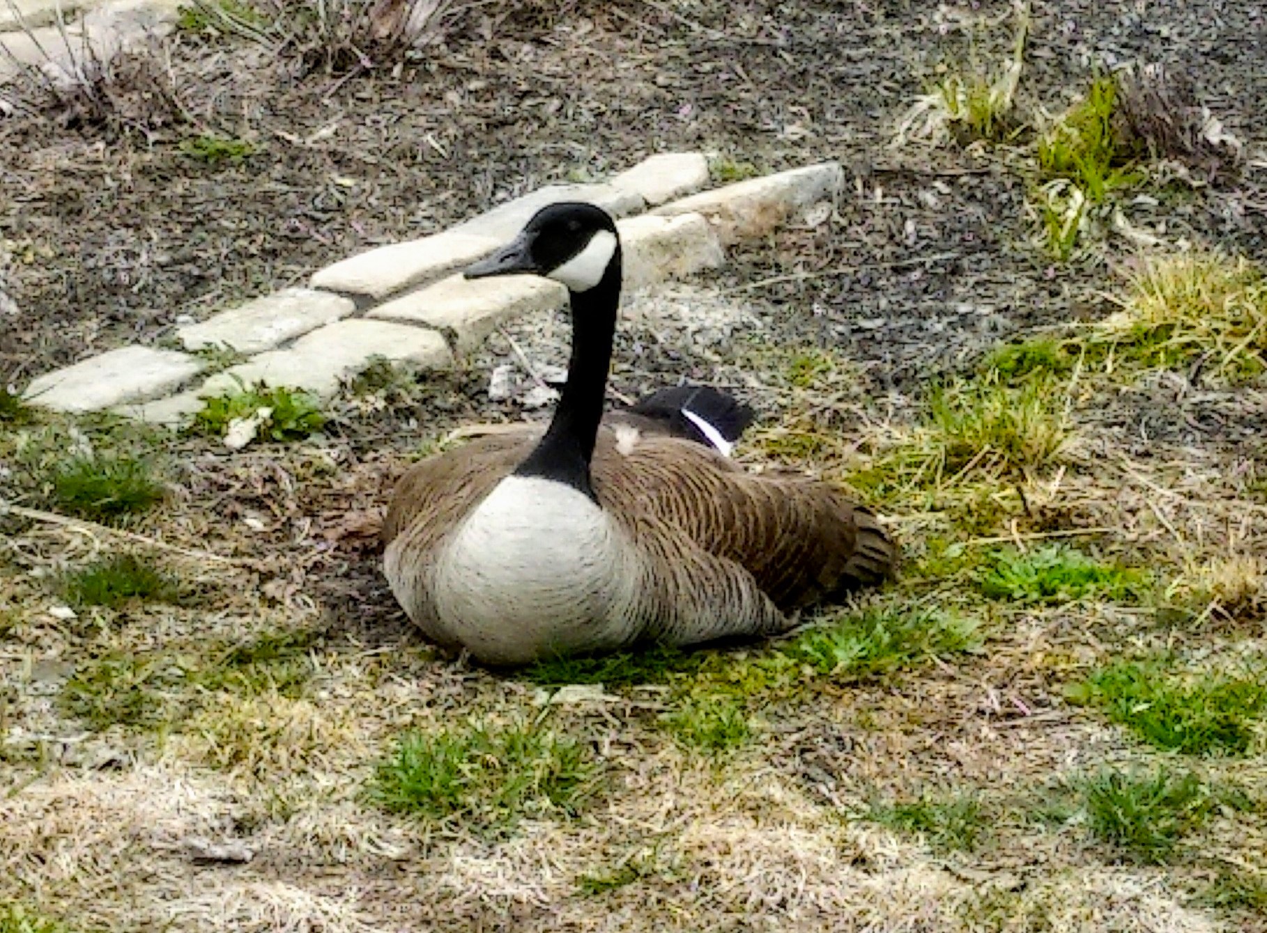 Goose 2020-04-24