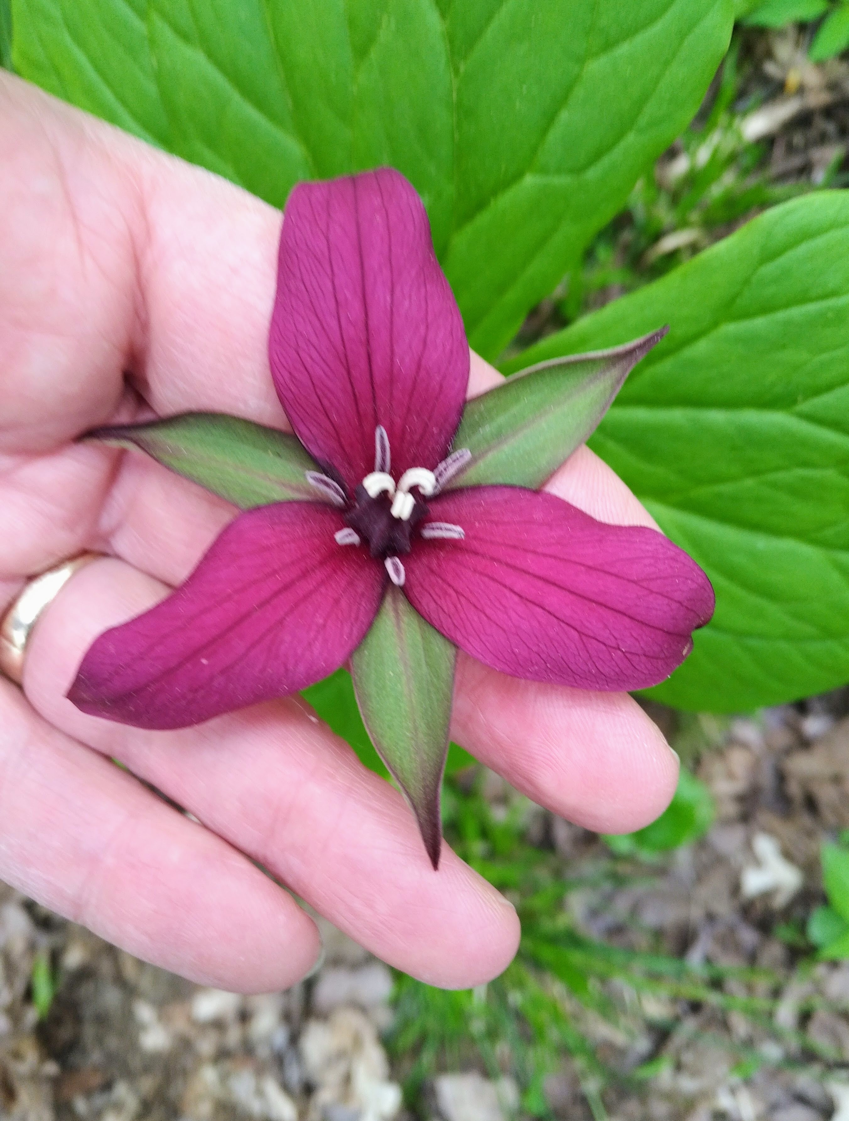 Trillium 2023-05-15